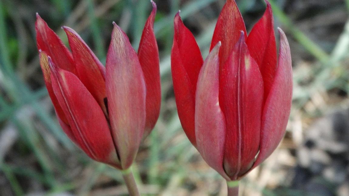 Manisa lalesi (Tulipa orphanidea)